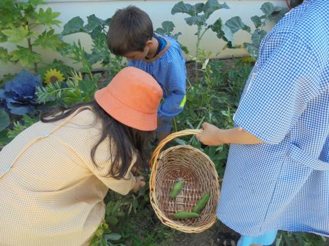 As crianças adoram andar na horta, a tirar ervas, regar, apanhar os legumes. Hoje apanhámos favas e ervilhas e de seguida!...